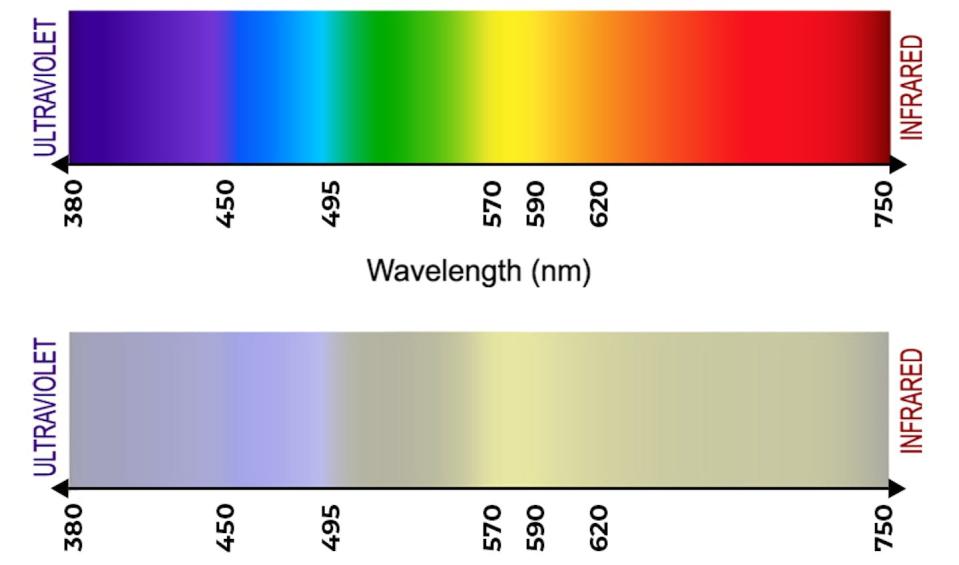 Different wavelengths of light register as different colors in an animal’s visual system. Top is the human view; bottom is a dog’s eye view. <a href="https://dog-vision.andraspeter.com/tool.php" rel="nofollow noopener" target="_blank" data-ylk="slk:Top: iStock/Getty Images Plus via Getty Images. Bottom: As processed by András Péter's Dog Vision Image Processing Tool;elm:context_link;itc:0;sec:content-canvas" class="link ">Top: iStock/Getty Images Plus via Getty Images. Bottom: As processed by András Péter's Dog Vision Image Processing Tool</a>