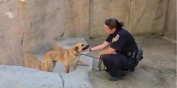 Aparece dueño del perro que entró a la jaula de gorilas en Zoológico de San Diego 