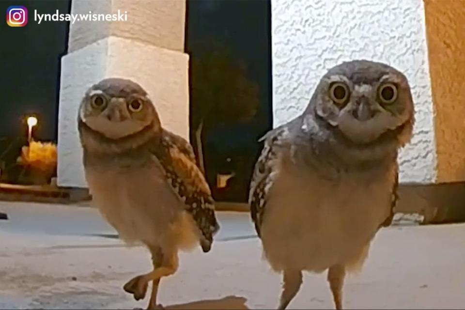 Owls Visit Couple in New Home Video