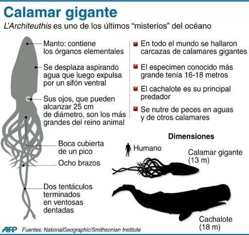 Se cree que esta criatura es la génesis de la leyenda noruega de Kraken, un monstruo marino que aparentemente atacaba a los barcos en aguas cercanas a las costas de Escandinavia durante el último milenio. (AFP | )