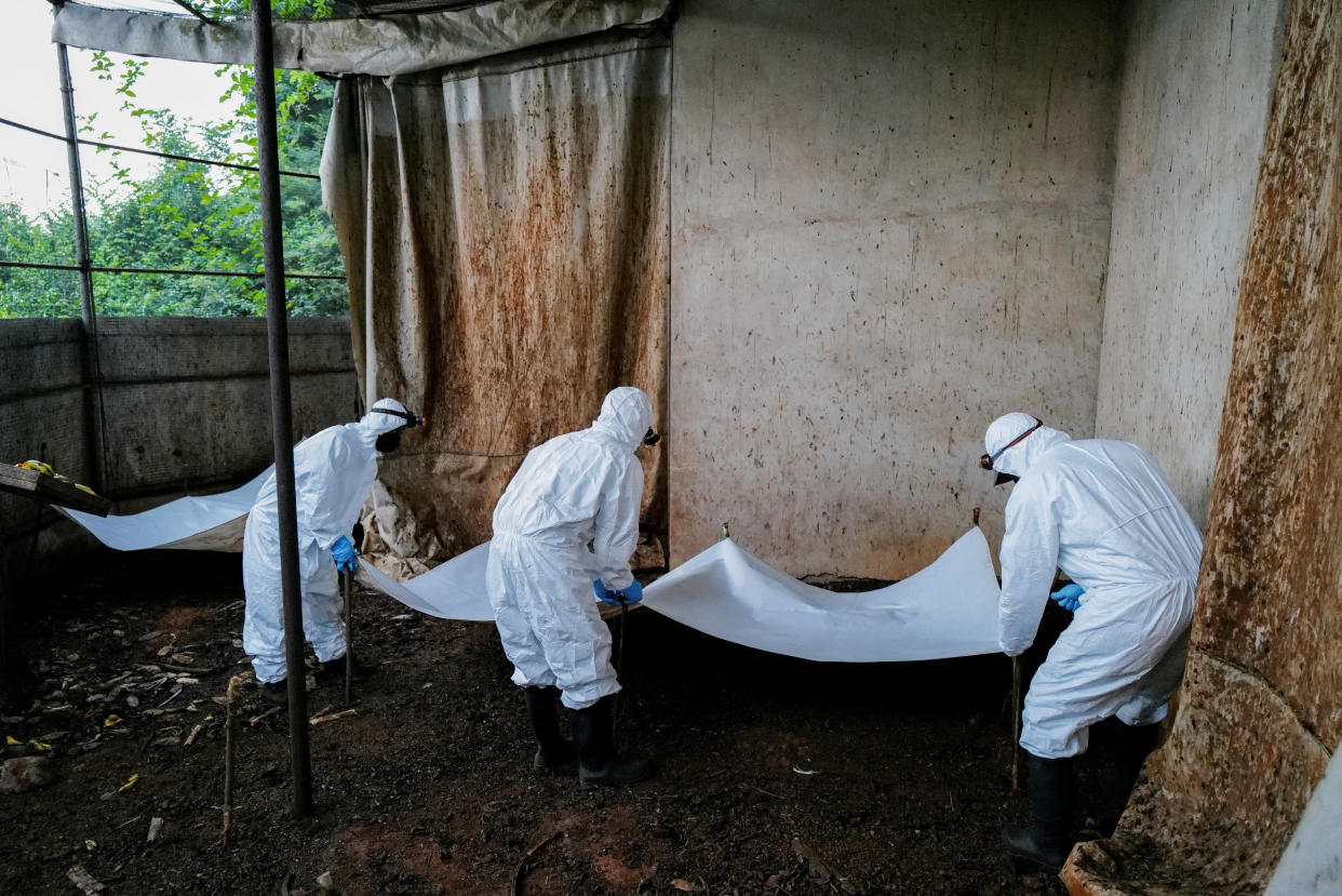 A research team investigating emerging zoonotic diseases lays down some tarps at a bat breeding shed.