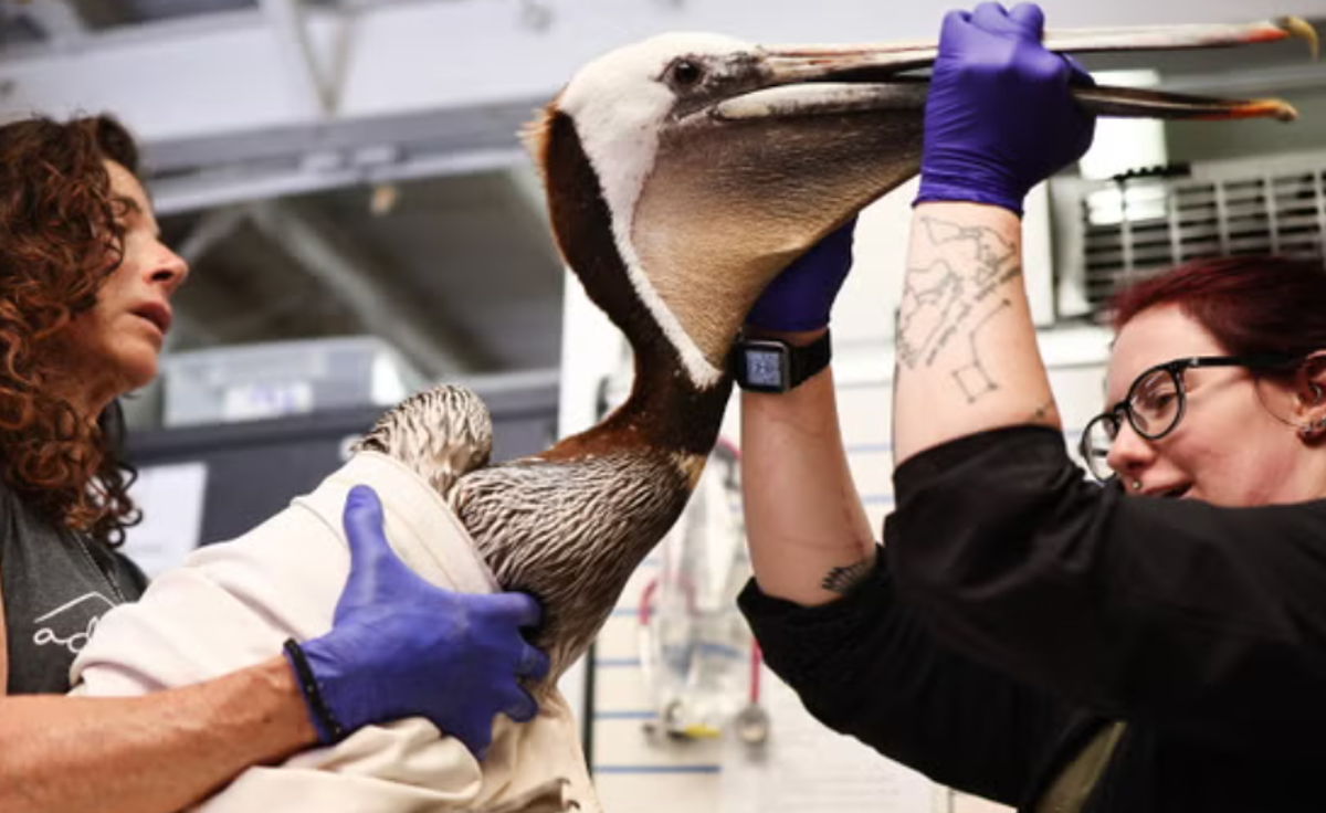 Officials with the Wetlands and Wildlife Care Center tend to a starving pelican on 14 May. Experts say the pelicans are starving due to a late-spring storm  (wetlands and wildlife care center)