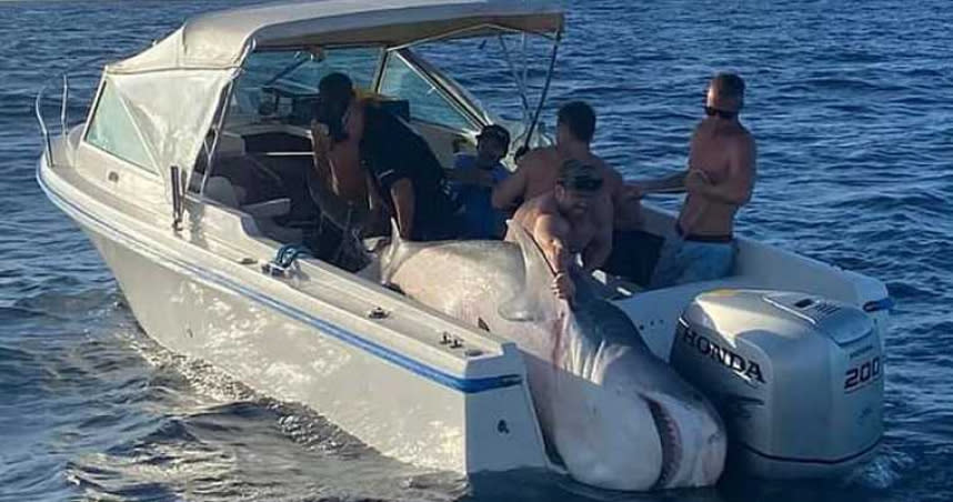 澳洲漁夫出海捕魚，遇到將近400公斤的虎鯊。（圖／翻攝自Port Hacking Game Fishing Club臉書社團）
