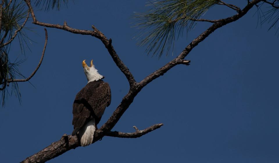 A male eagle known as M-15, keeps guard of its fledglings at the well known eagle nest along Bayshore Road in North Fort Myers, Monday, Feb. 6, 2023. 