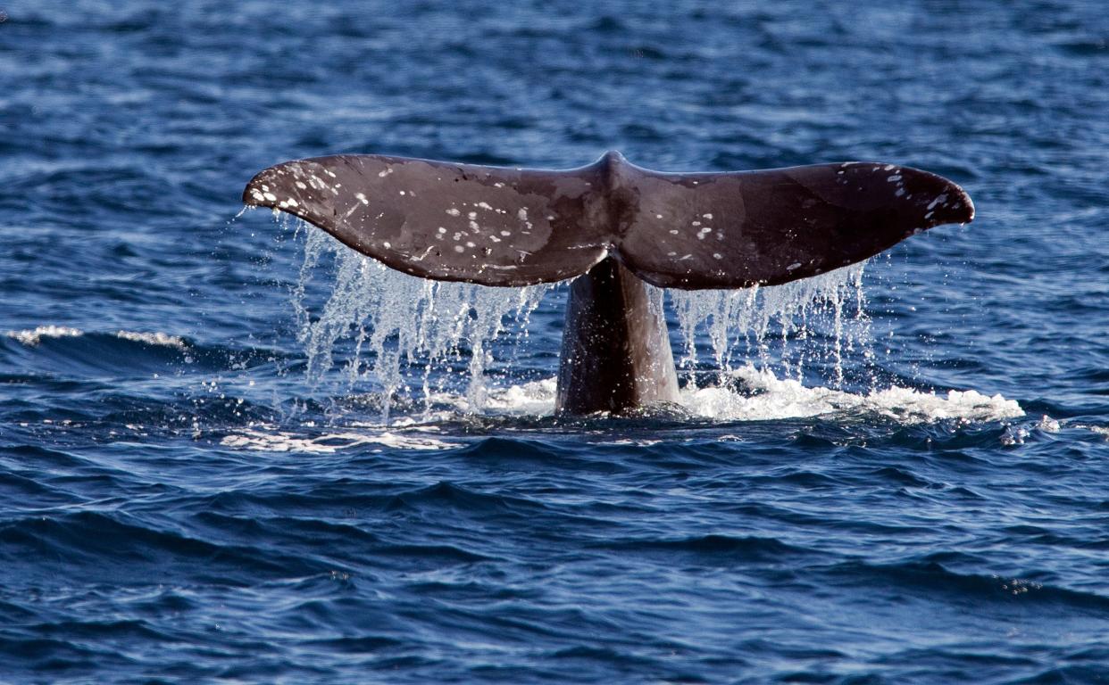 A gray whale reveals its tail off the coast of Long Beach, California. (Photo: Allen J. Schaben/Getty Images)