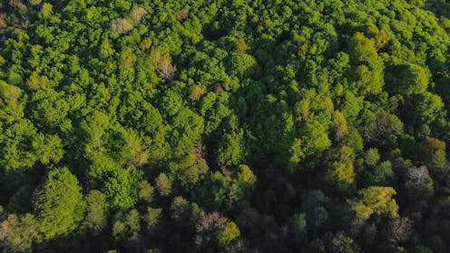 <span class="caption">The complex effects of planting more trees need to be taken into consideration. </span> <span class="attribution"><a class="link " href="https://www.shutterstock.com/image-photo/aerial-shot-above-forest-spring-season-1720654045" rel="nofollow noopener" target="_blank" data-ylk="slk:Mikai/Shutterstock;elm:context_link;itc:0;sec:content-canvas">Mikai/Shutterstock</a></span>