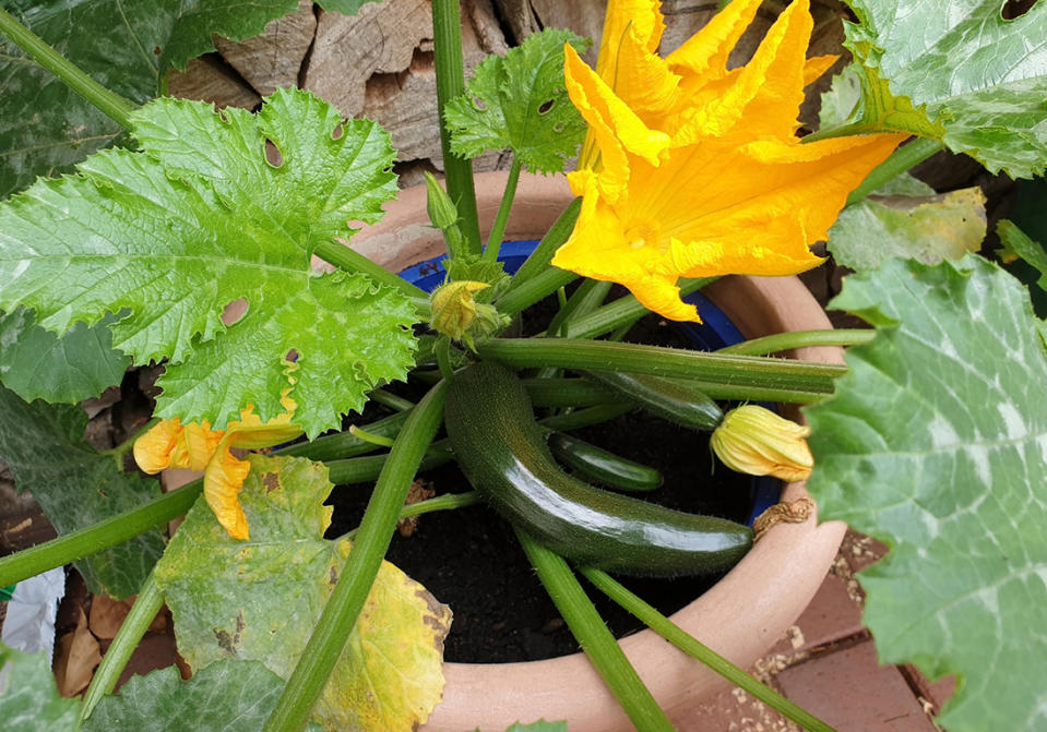 Faire pousser des courgettes sur le balcon, vertes ou jaunes et savoureuses