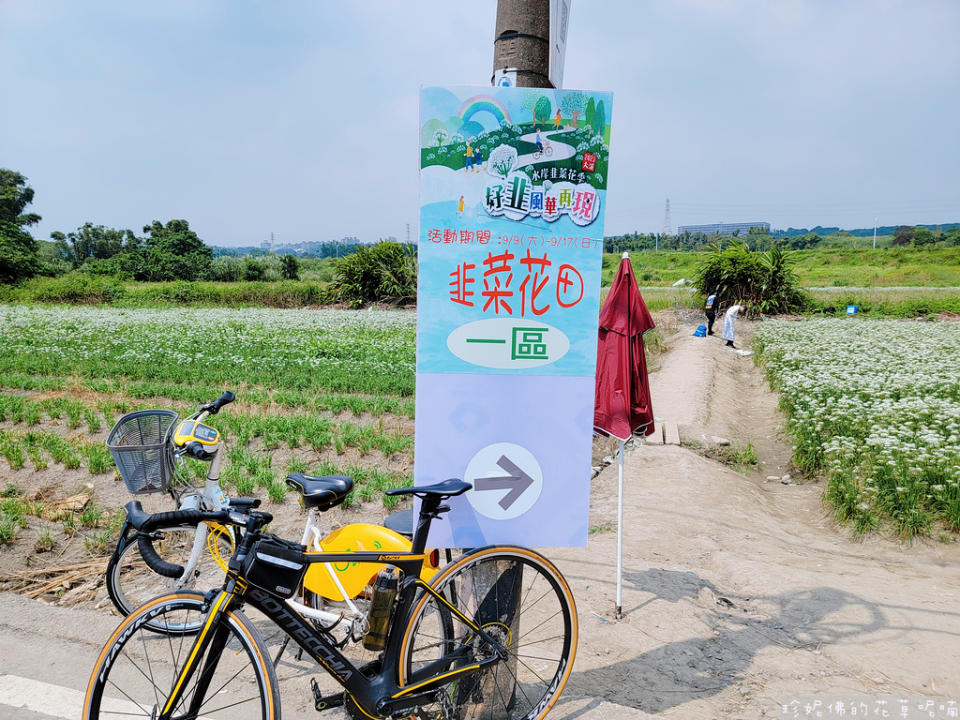 2023桃園大溪水岸韭菜花季