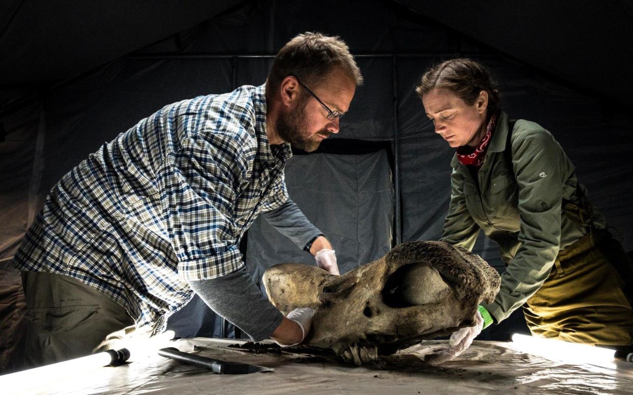 Professor Love Dalen and Dr Tori Herridge examine a woolly rhino skull in Belaya Gora, Siberia - (Channel 4 images must not be altered or manipulated in any way) This picture may be used solely for