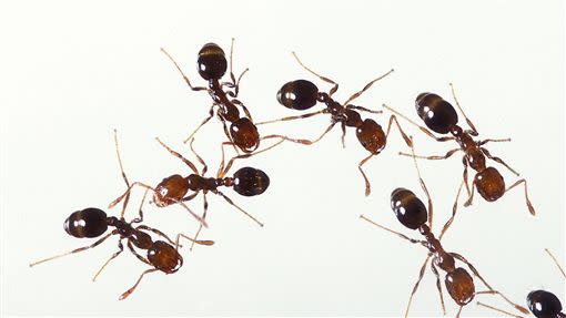 蟻患讓不少家庭主婦頭疼不已。（圖／資料畫面）