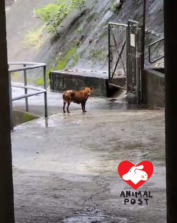 今日中午狗媽在雨中現身。