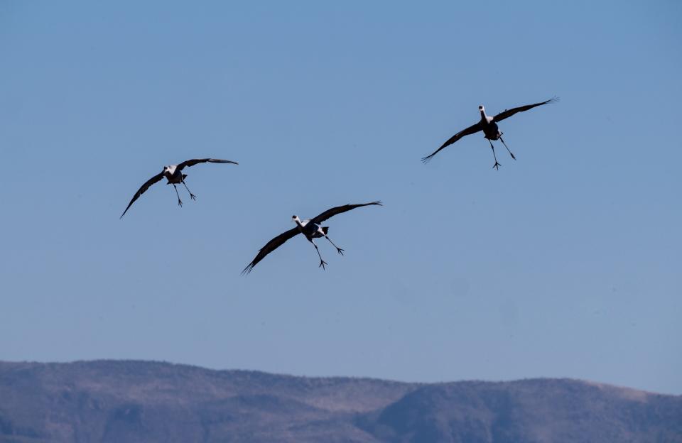 Three sandhill cranes circle before landing, January 29, 2022, at the Whitewater Draw Wildlife Area, McNeal, Arizona. The cranes return to the draw, in late morning, after feeding in nearby fields.