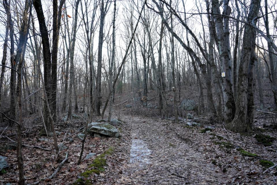 The main path through the woods at Dawley Farm, a 63-acre tract owned by the City of Warwick and permanently conserved.