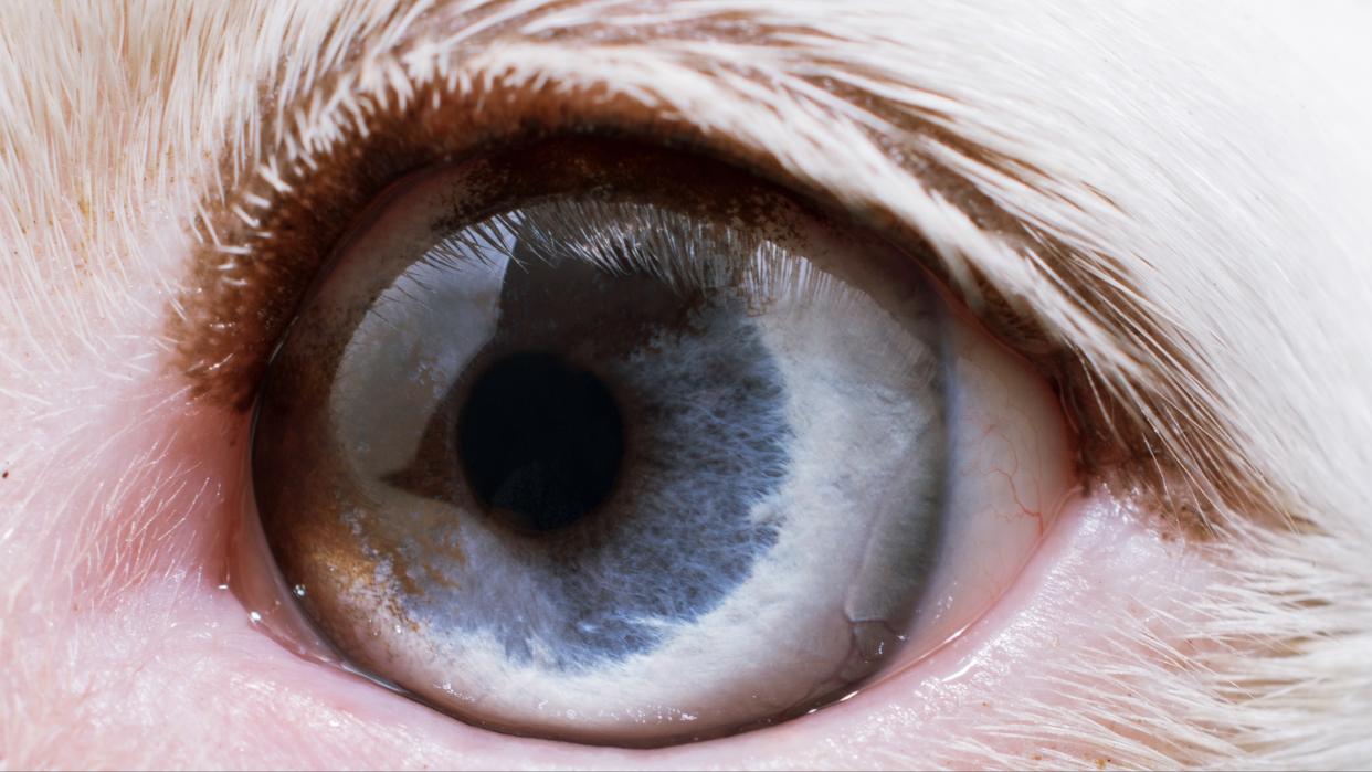 Eye of an albino dog