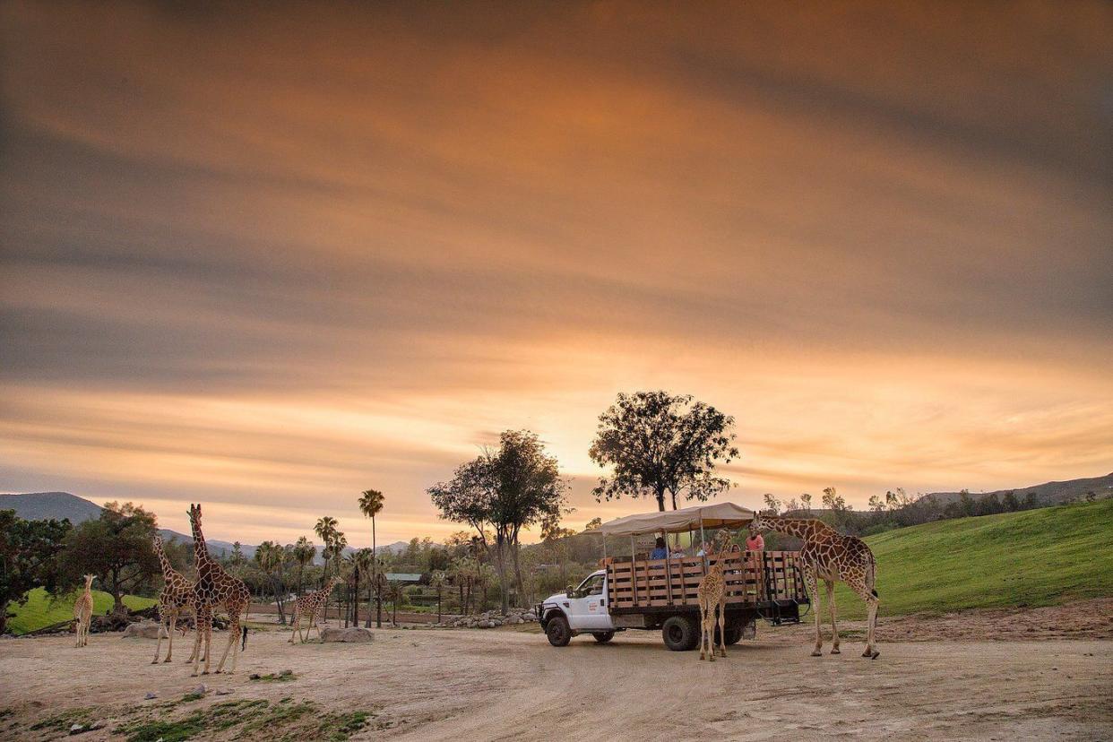 San Diego Safari Park, Escondido, California