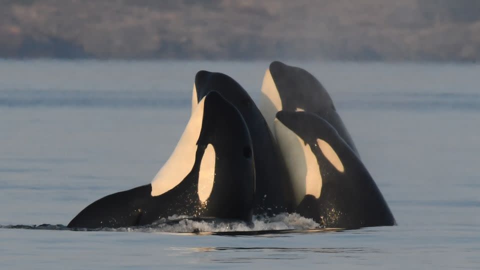 A group of orcas in the Southern Resident population spy-hop — akin to treading water — off the Pacific Northwest coast. - Katie Jones/Center for Whale Research