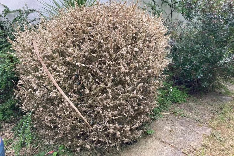 A bush that has been decimated by the caterpillars -Credit:WalesOnline reporter