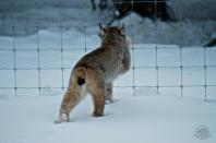 Parks Canada employee Alex Taylor snapped this photo when visitors to Banff National Park that a mother lynx and her kitten were attempting to cross the Trans-Canada Highway.