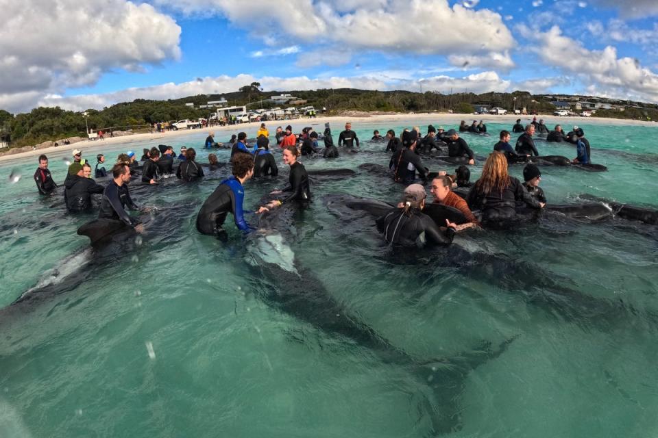  (Parks and Wildlife Service, Western Australia)