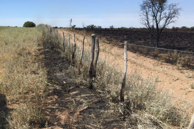 Por la falta de pasturas, los animales tuvieron que ser trasladados a otro campo