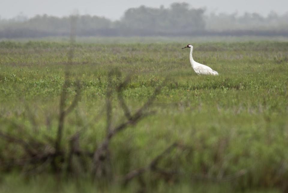 A whooping crane hunts in a salt marsh on April 1, 2024, in Aransas County, Texas. Few mangrove trees dot the shoreline. The woody shrubs crowd native plants, including Carolina wolfberry, a food source for the cranes.