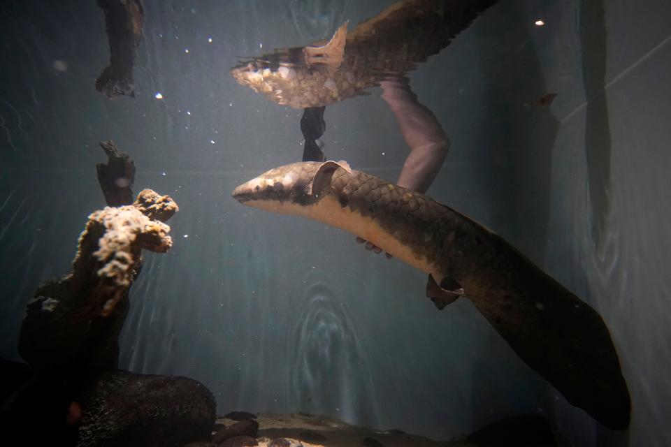 Senior biologist Allan Jan holds Methuselah, a 4-foot-long, 40-pound Australian lungfish that was brought to the California Academy of Sciences in 1938 from Australia, in its tank in San Francisco, Monday, Jan. 24, 2022. (AP Photo/Jeff Chiu)