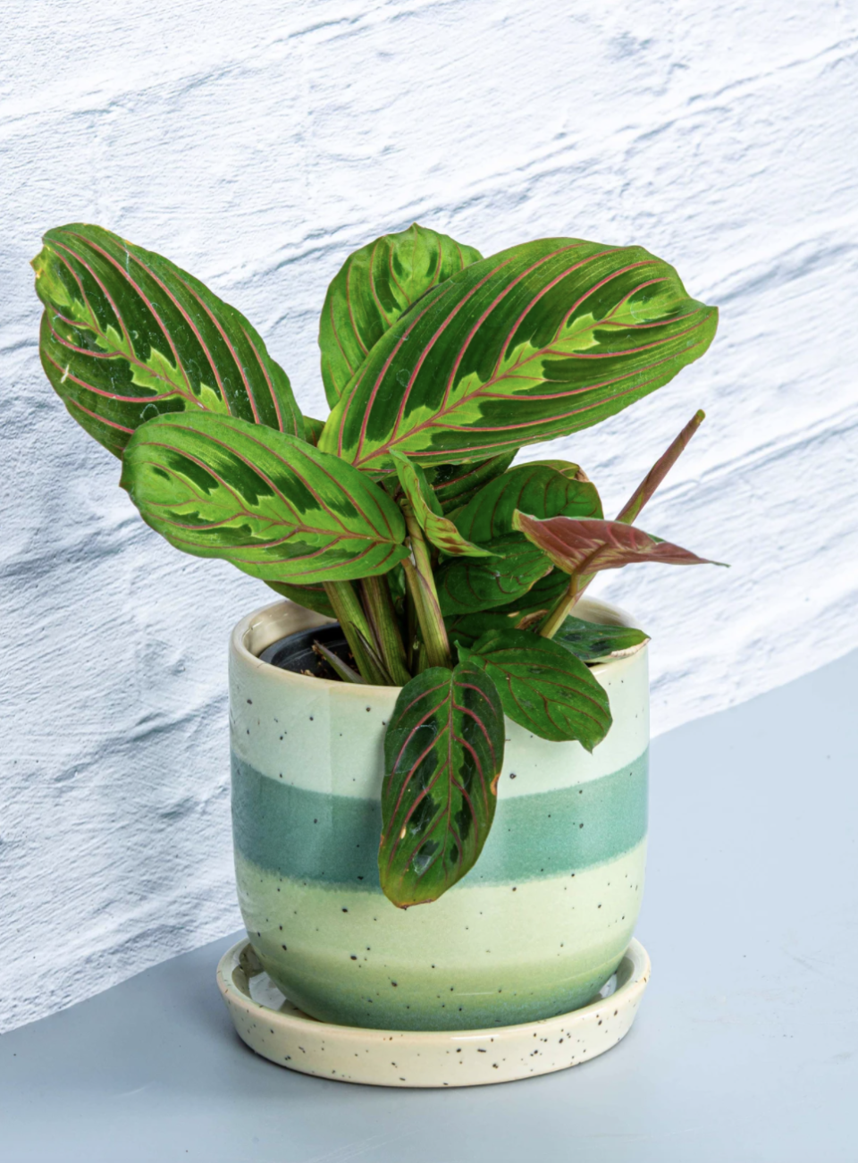 Prayer Plant in striped green and blue pot against blue background