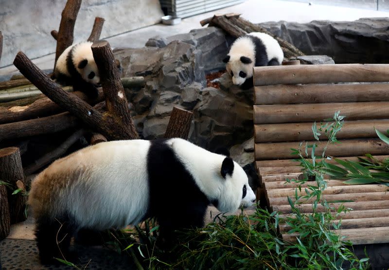 Panda twin cubs Paule (Meng Yuan) and Pit (Meng Xiang) and mother panda Meng Meng are seen during their first appearance in their enclosure at the Berlin Zoo in Berlin