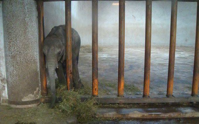 Elephants often become lonely when taken from the wild and trapped in a zoo, experts say - Humane Society International