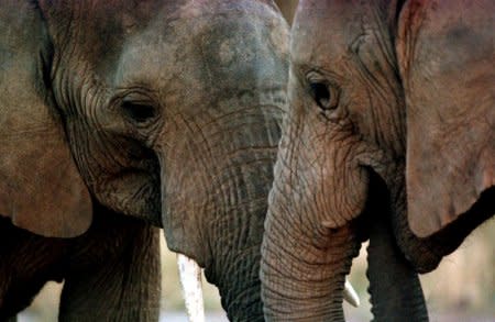 A pair of elephants are seen at a park in Knysna, South Africa, July 12, 1999.  REUTERS/Mike Hutchings/File Photo