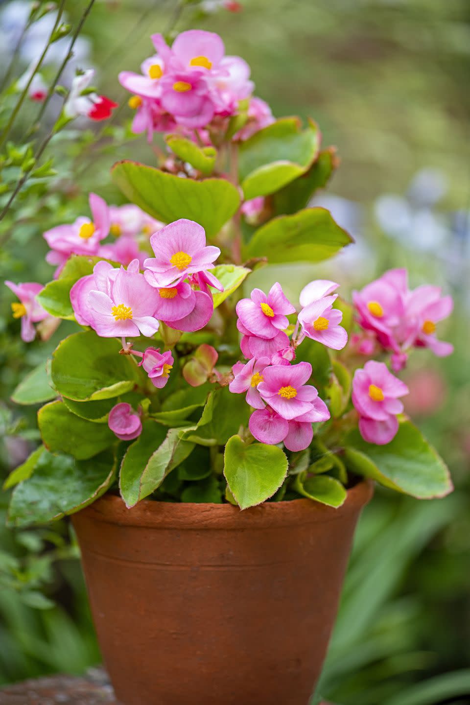 close up image of pink begonia semperflorens summer flowers in a terracotta garden pot