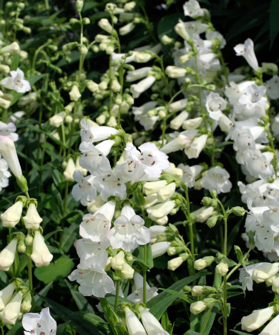 2. Penstemon 'White Bedder'