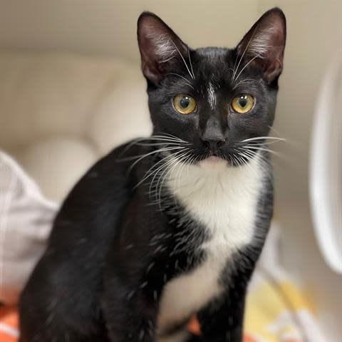 Rice a Roni is a 6-month-old black and white domestic shorthair cat that loves to be held and will be the perfect lap cat. To meet Rice a Roni, call 405-216-7615 or visit the Edmond Animal Shelter at 2424 Old Timbers Drive in Edmond during open hours.
