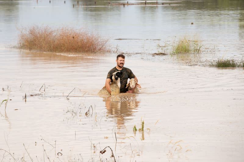 A sheep breeder saves two animals from a flooded area, following a storm near the village of Megala Kalyvia