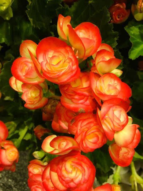 begonia camellia fully grown its succulent heart shaped leaves remain green in color throughout the year