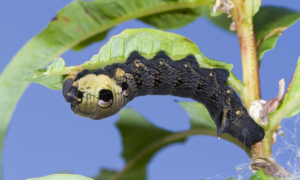 <span>Photograph: FLPA/Alamy</span>