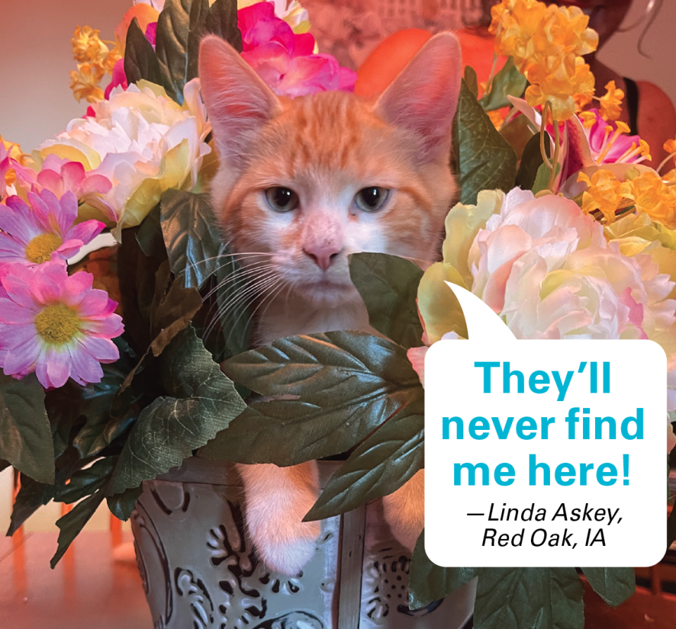 Caption contest winners: Cat hidden in flowerpot with caption 