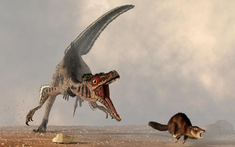 It was to mammals’ advantage to hide out while cold-blooded dinosaurs hunted during the day. <a href="https://www.gettyimages.com/detail/illustration/velociraptor-chasing-a-rat-sized-mammal-royalty-free-illustration/168839736" rel="nofollow noopener" target="_blank" data-ylk="slk:Daniel Eskridge/Stocktrek Images via Getty Images;elm:context_link;itc:0;sec:content-canvas" class="link ">Daniel Eskridge/Stocktrek Images via Getty Images</a>
