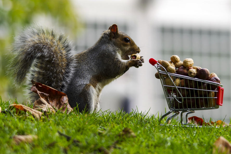 Eichhörnchen auf Shoppingtour