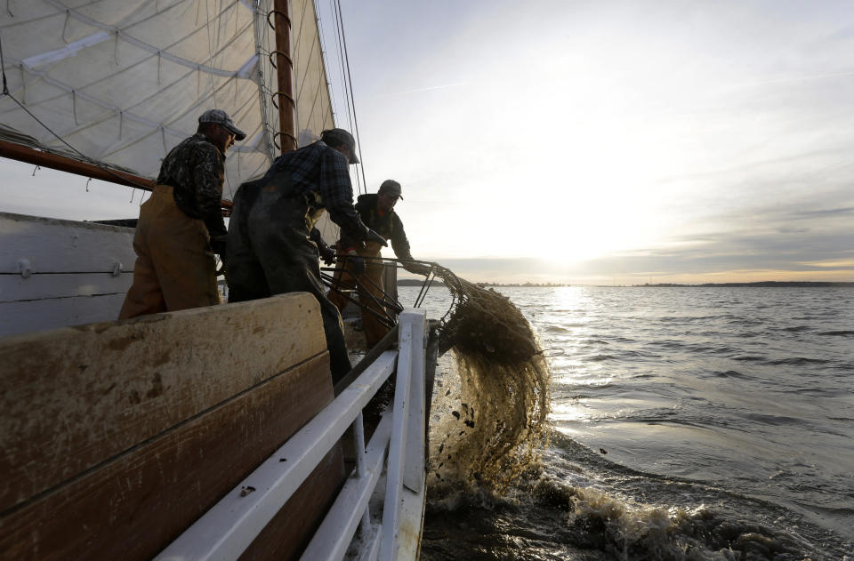 In this Dec. 20, 2013 picture, crew members pull a dredge full of oysters aboard the skipjack Hilda M. Willing in Tangier Sound near Deal Island, Md. (AP Photo/Patrick Semansky)