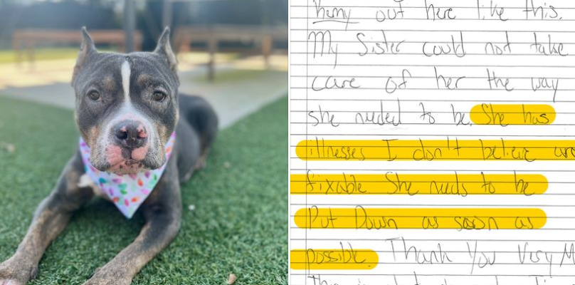 Remy, a 4-year-old dog with a rare and severe heart condition was abandoned at a Greenville, South Carolina shelter on Aug. 17, 2022. She is available for fostering.