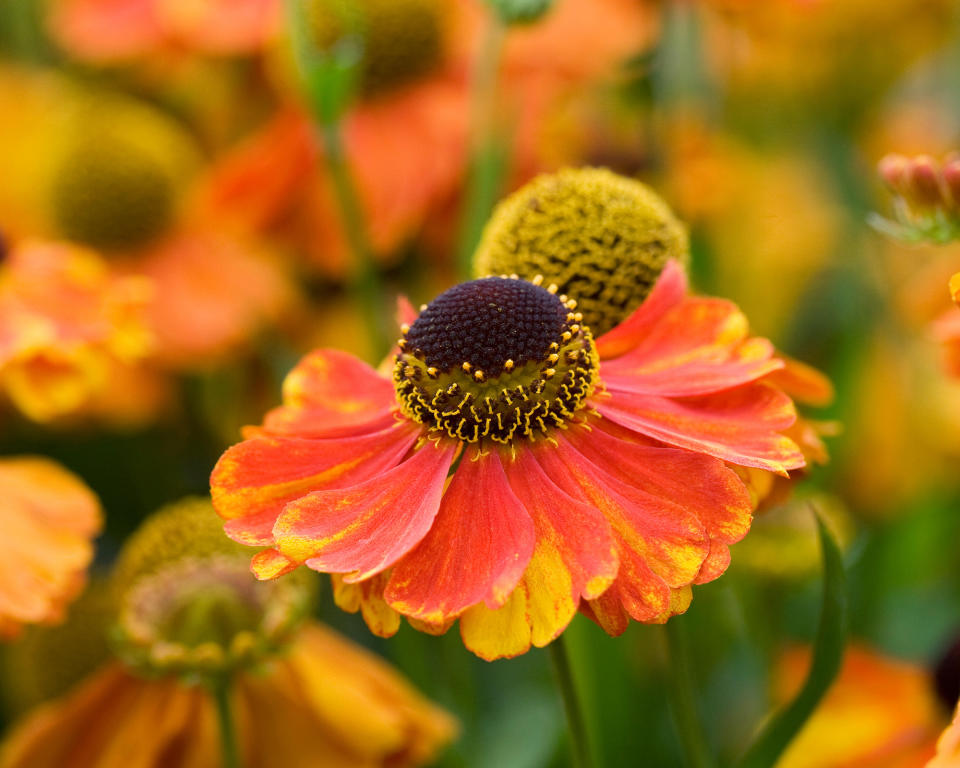 Helenium ‘Sahin’s Early Flowerer’