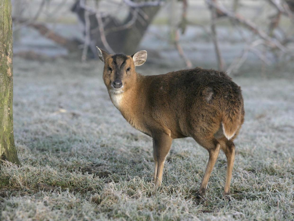 Muntjac deer will have to be put down if an injured one is handed to rescuers after 29 March: iStock