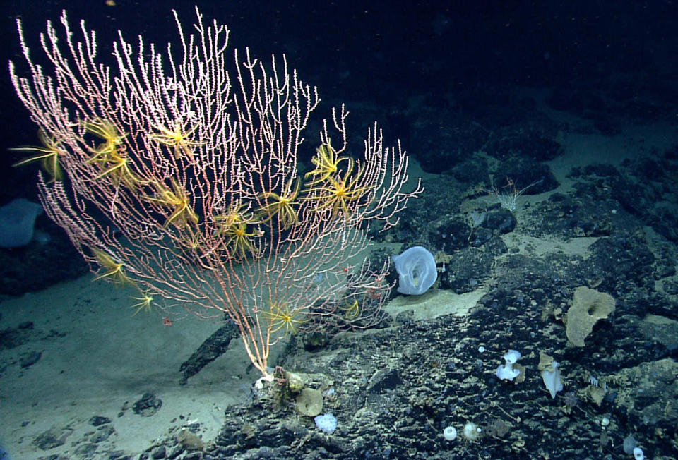 <p>On Mytilus Seamount, a bamboo coral is attached to the black basalt rock formed by a now-extinct undersea volcano. The yellow animals on the coral are crinoids, or sea lilies, in the same major group of animals as sea stars. The summit of Mytilus Seamount is 8,800 feet below the surface of the ocean. (Photo: NOAA Okeanos Explorer Program, 2013 Northeast U.S. Canyons Expedition Science Team) </p>