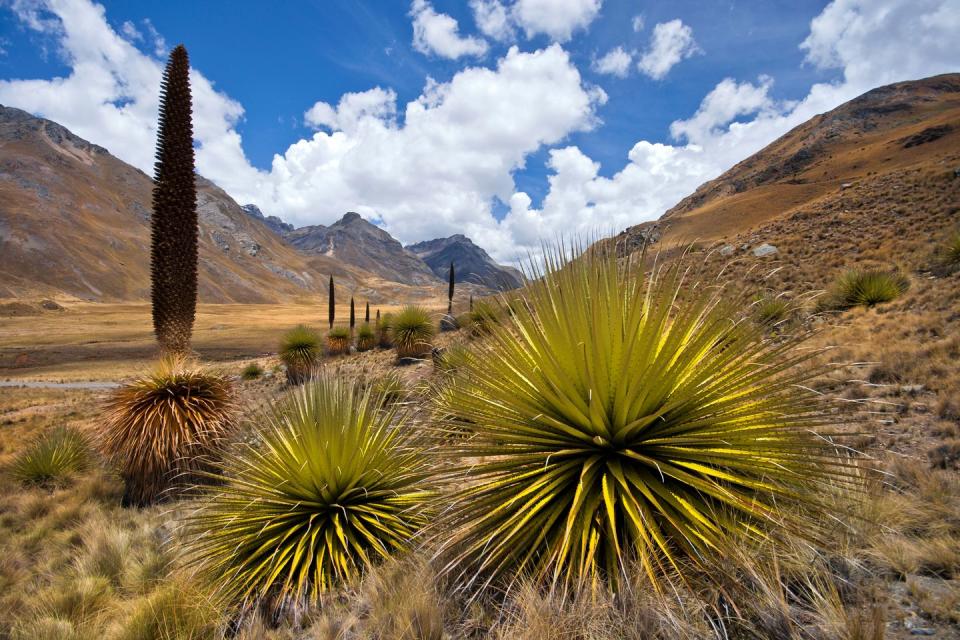 puya raimondi cordillera blanca huaraz ancash peru south america