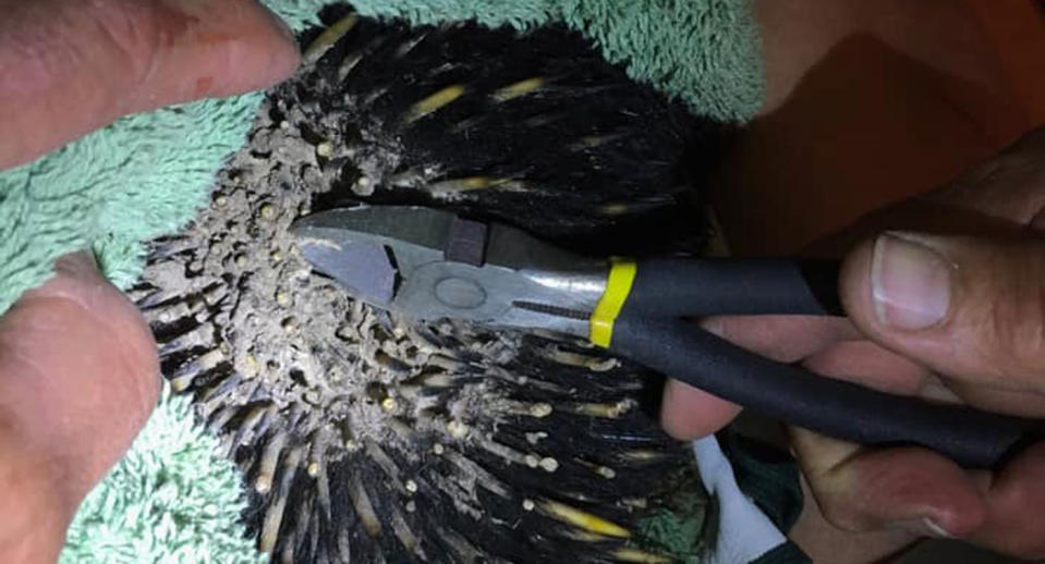 Pliers are used to remove melted plastic from the spines of an echidna.