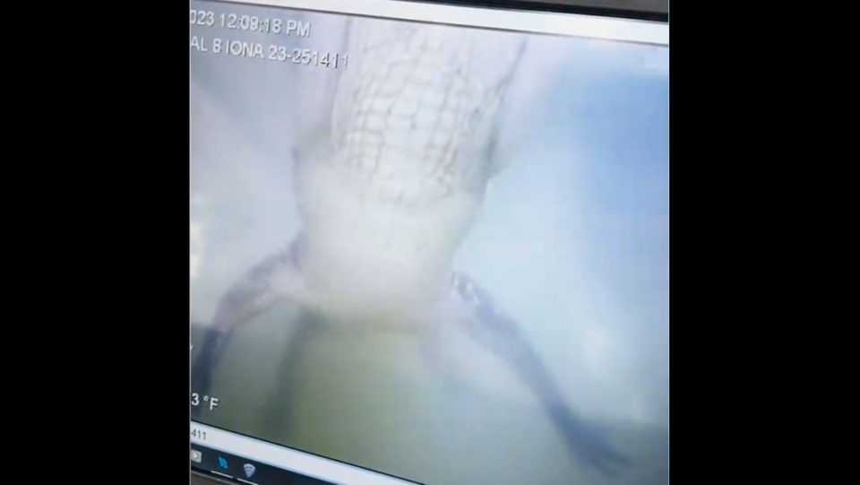 A Florida alligator “latched onto” a marine drone as it was being used for training by the Lee County Sheriff’s Office and the incident was recorded.