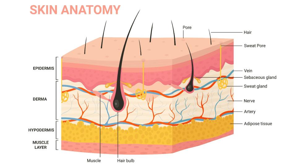 Labelled diagram of skin anatomy, showing the 3 layers of the skin described in the following paragraphs