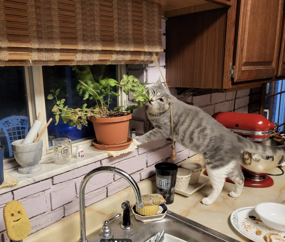 A cat on a kitchen counter reaching for houseplants by a window