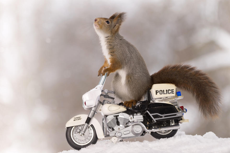 <p>Spotting a couple of toy bicycles in the snow, the little creatures wasted no time hopping on board. (Photo: Geert Weggen/Caters News) </p>